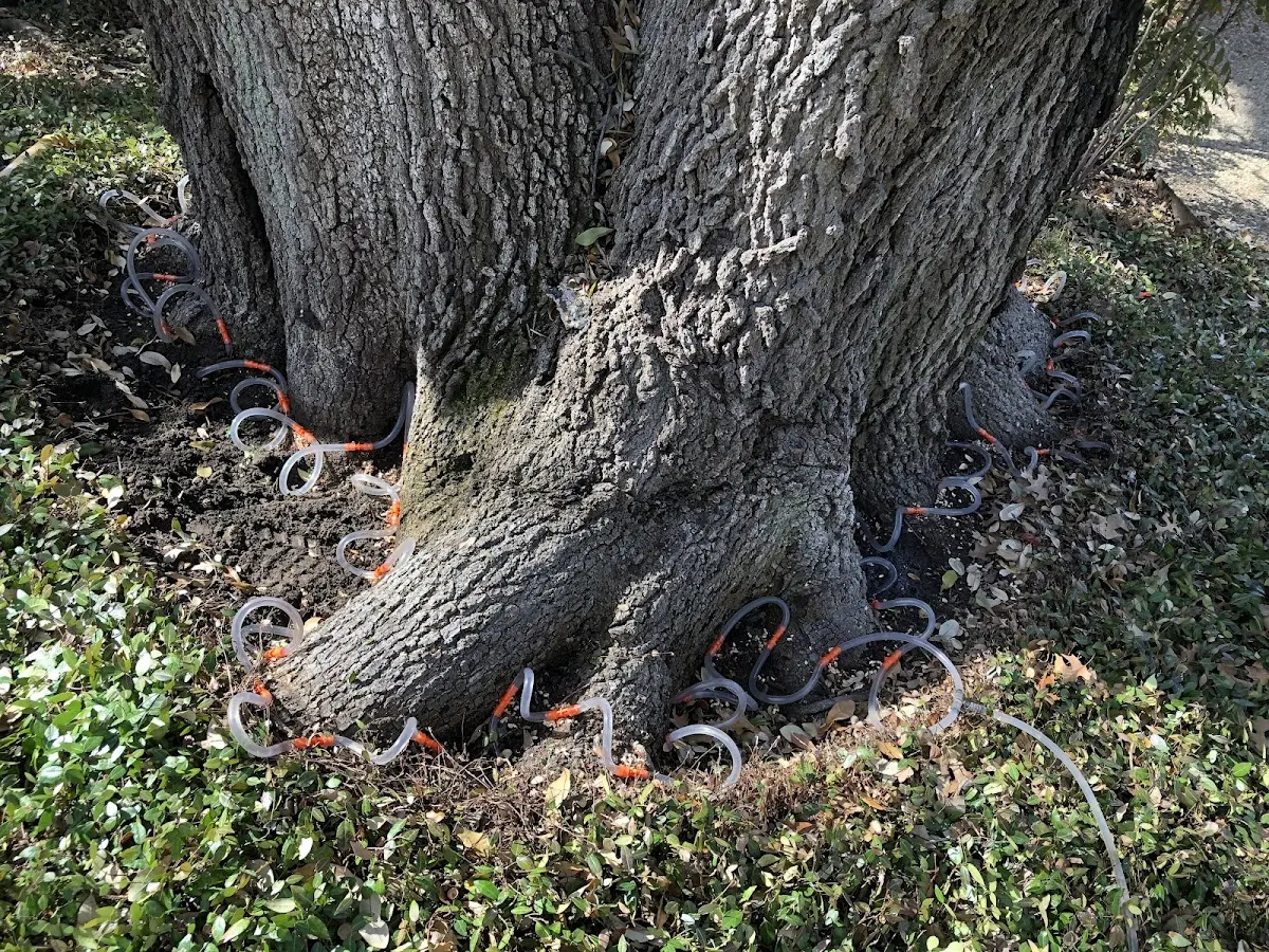Detailed Tree Cabling and Bracing job site in Nicholls