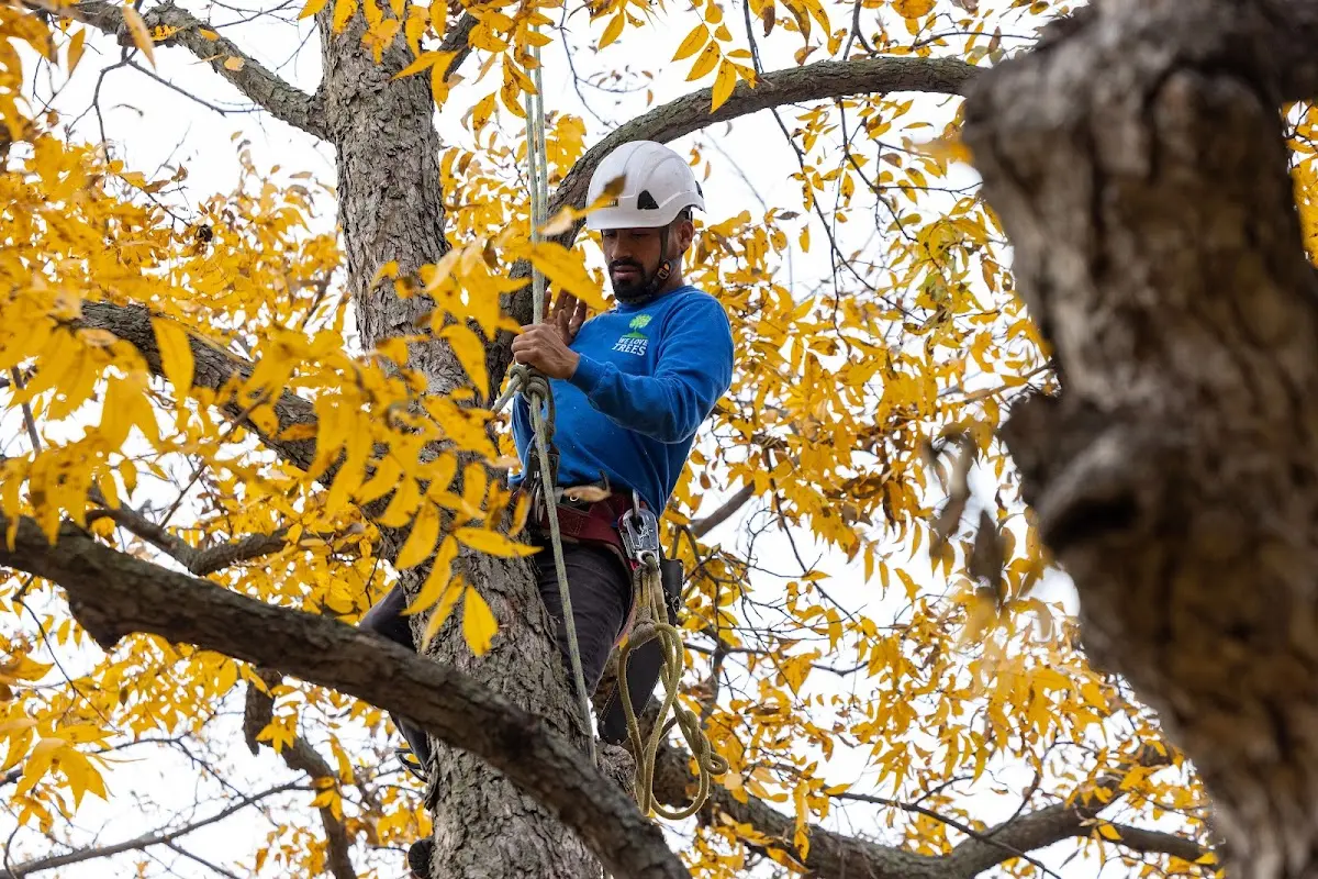 Skilled Tree Trimming crew working in Nicholls