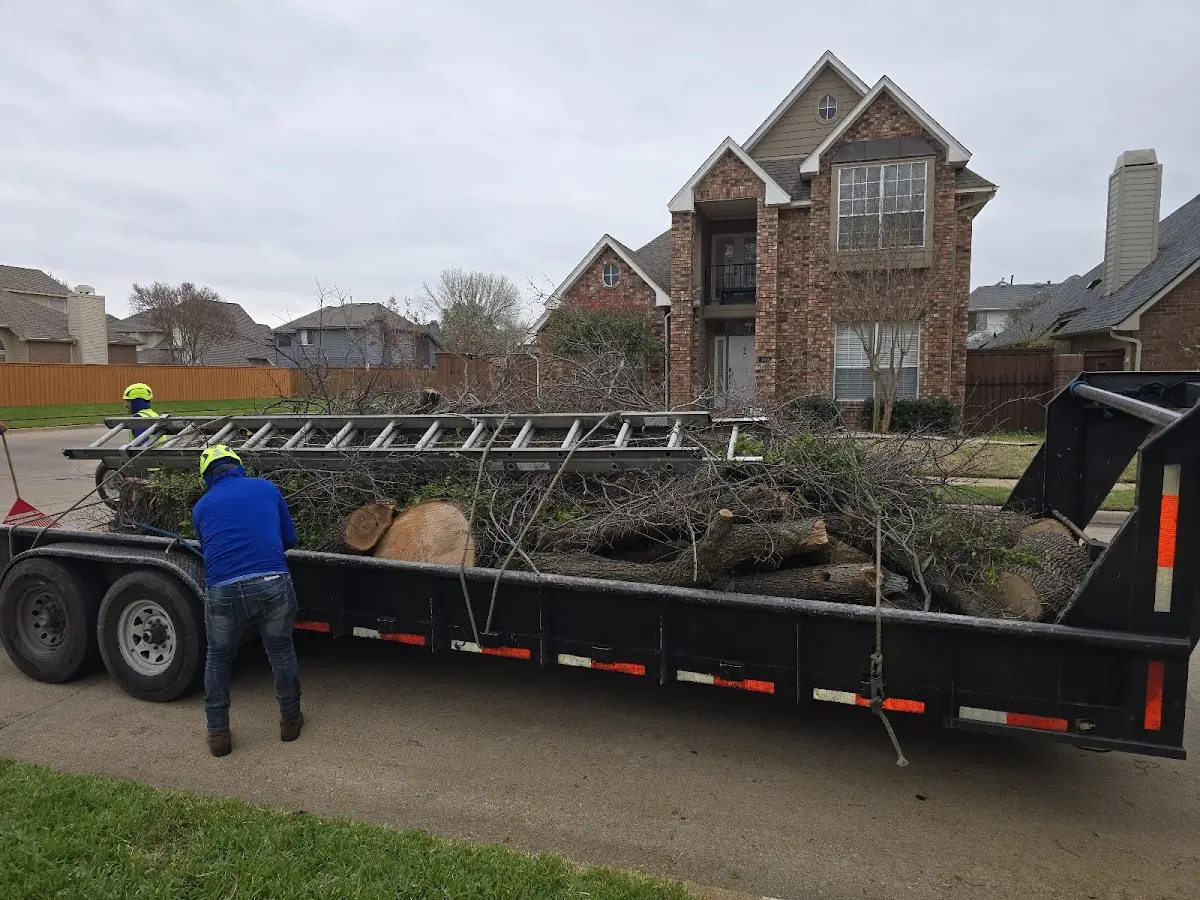 Expert Deadwooding with proper safety equipment in Nicholls